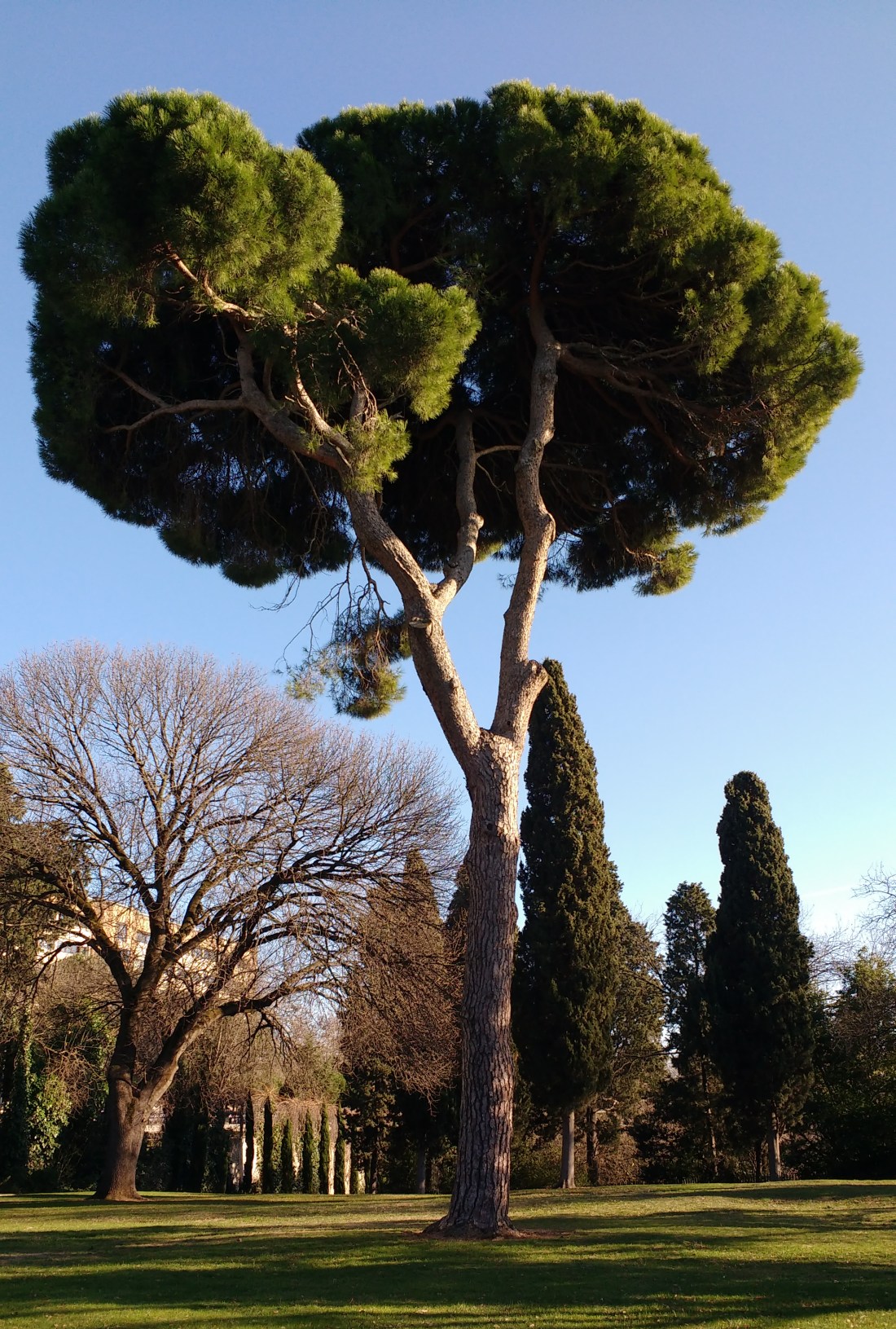 tree at Haydarpasha British Cemetery in Istanbul, Turkey